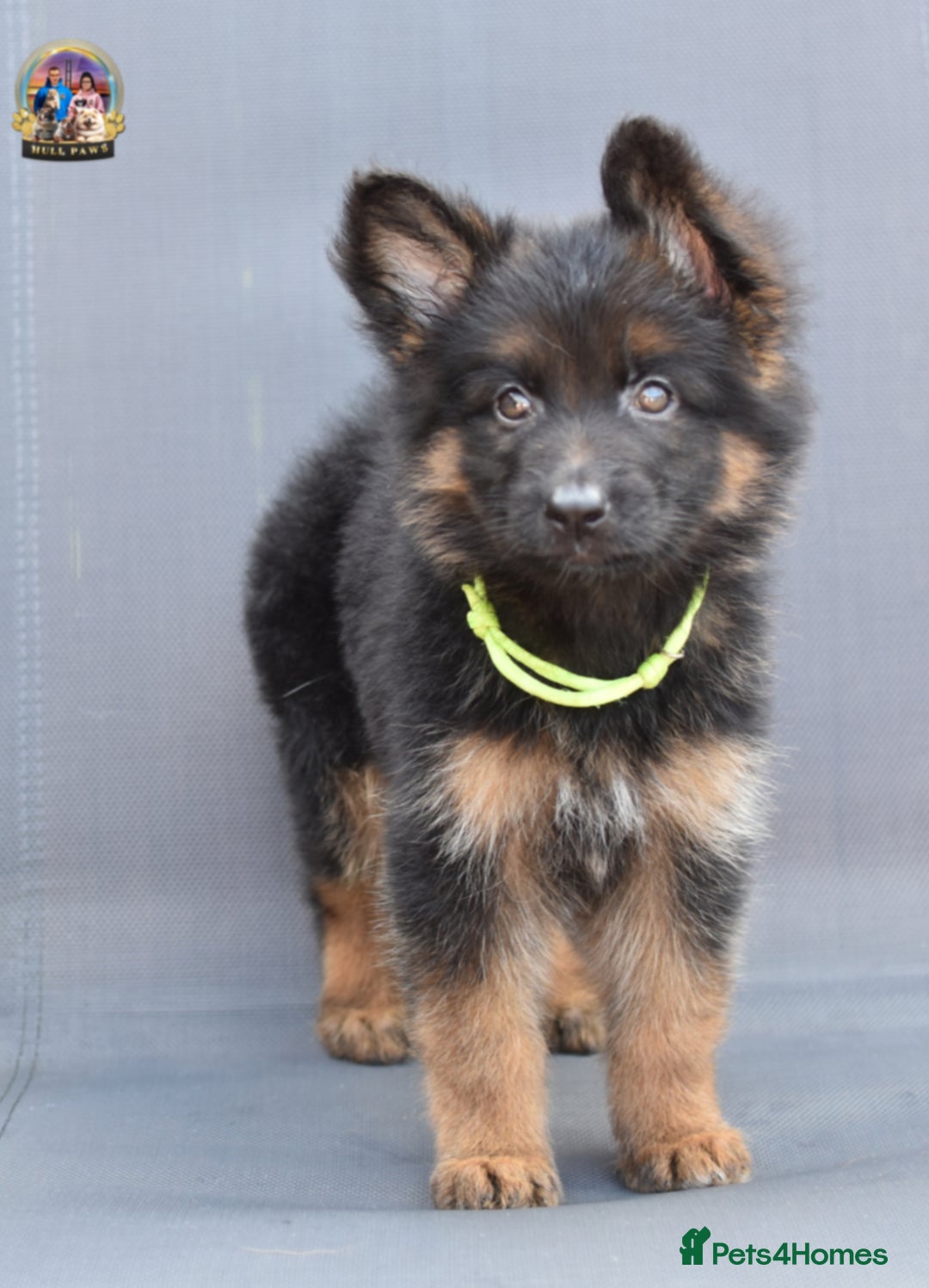 German Shepherd dogs for sale: 🤩💥READY NOW 🤩💥German shepherd puppies  - Image 11