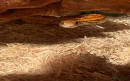 Corn Snake reptiles for sale:  Zep the cornsnake - Image 12