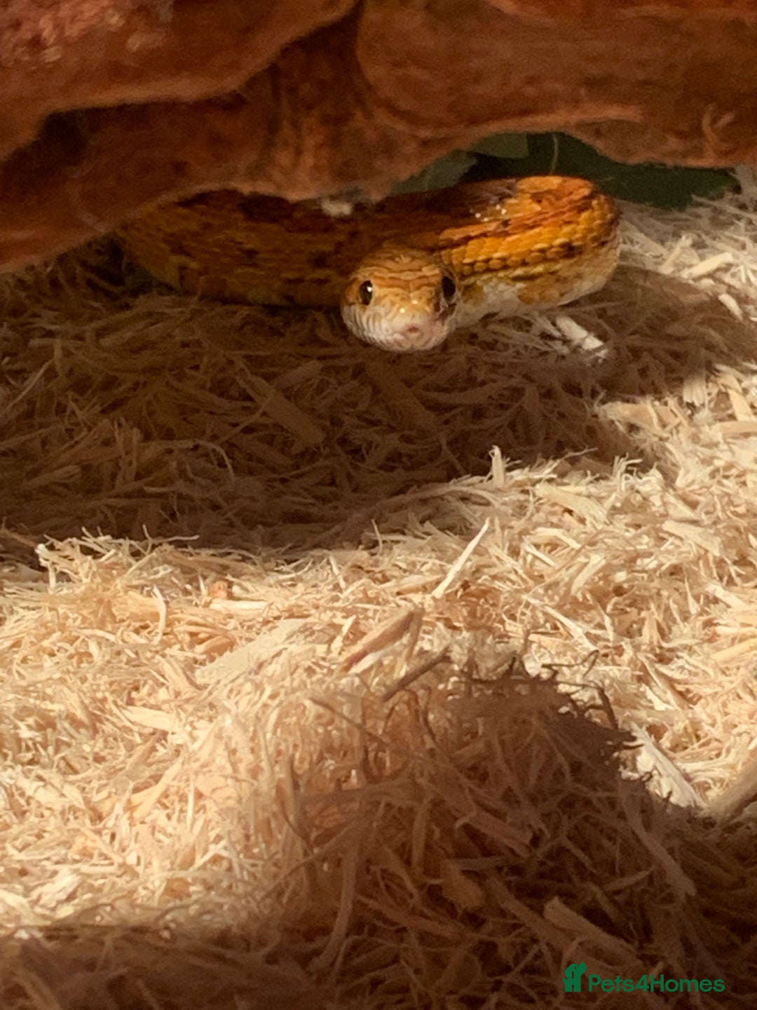 Corn Snake reptiles for sale:  Zep the cornsnake - Image 12