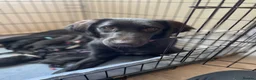 Mixed Breed dogs for sale: Mixed breed puppies - Advert 1