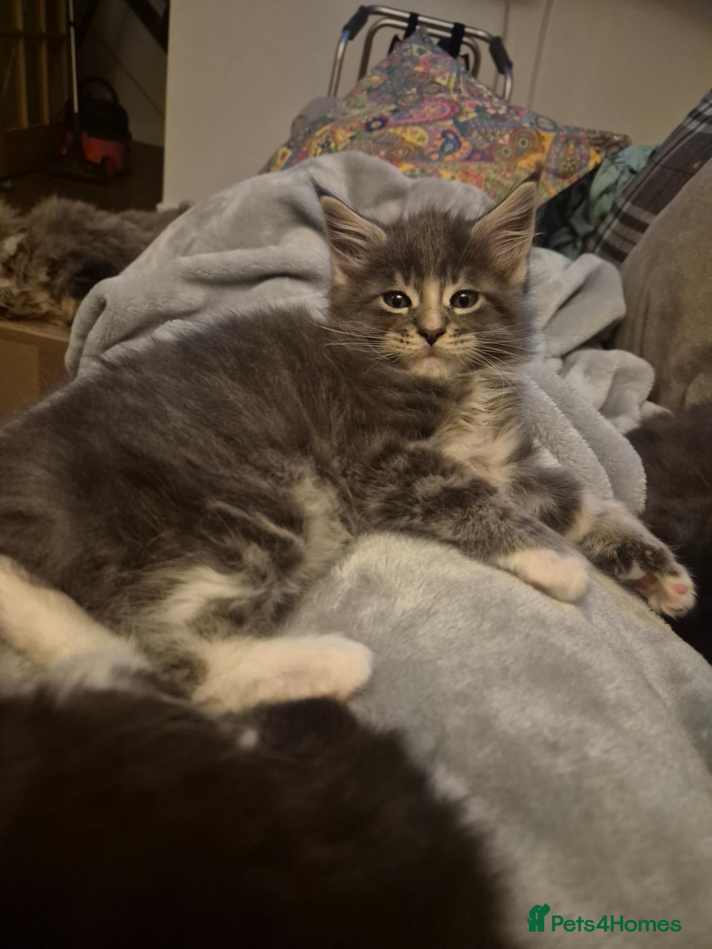 Maine Coon cats  One Boy, One Girl Maine Coons Kittens left 😍😸  - Advert 2