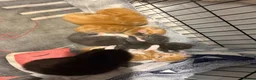 Mixed Breed cats for sale: Half ragdoll kittens  - Advert 32