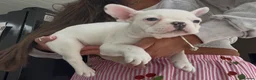 French Bulldog dogs for sale: Beautiful litter of French bulldogs  - Advert 6