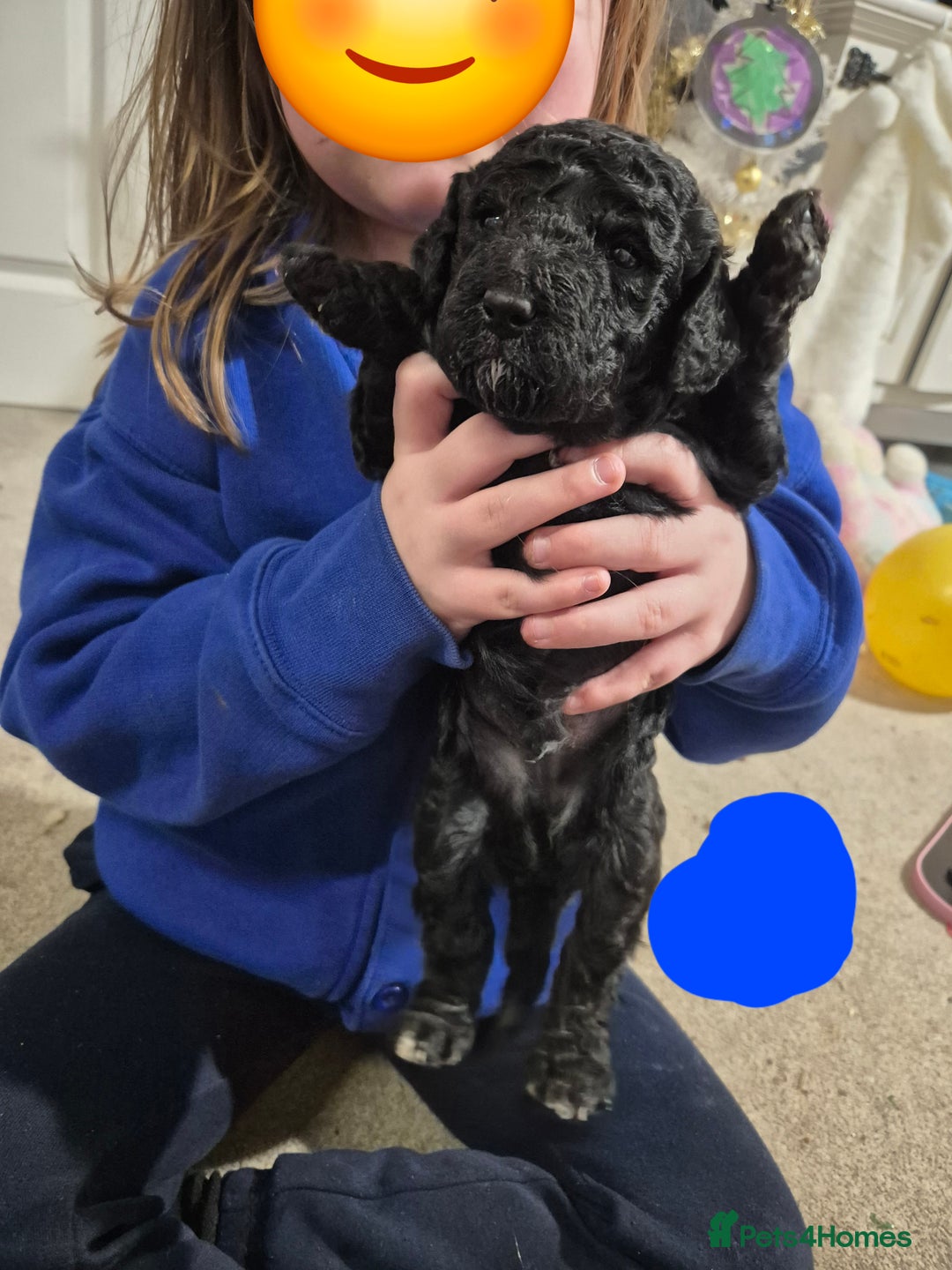 Poodle dogs for sale: Beautiful poodle pups - Advert 5