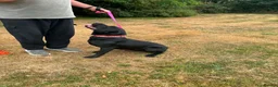 Mixed Breed dogs for adoption: ❤️NICOL NEEDS JUST ONE PERSON TO BELIEVE IN HER - Advert 2