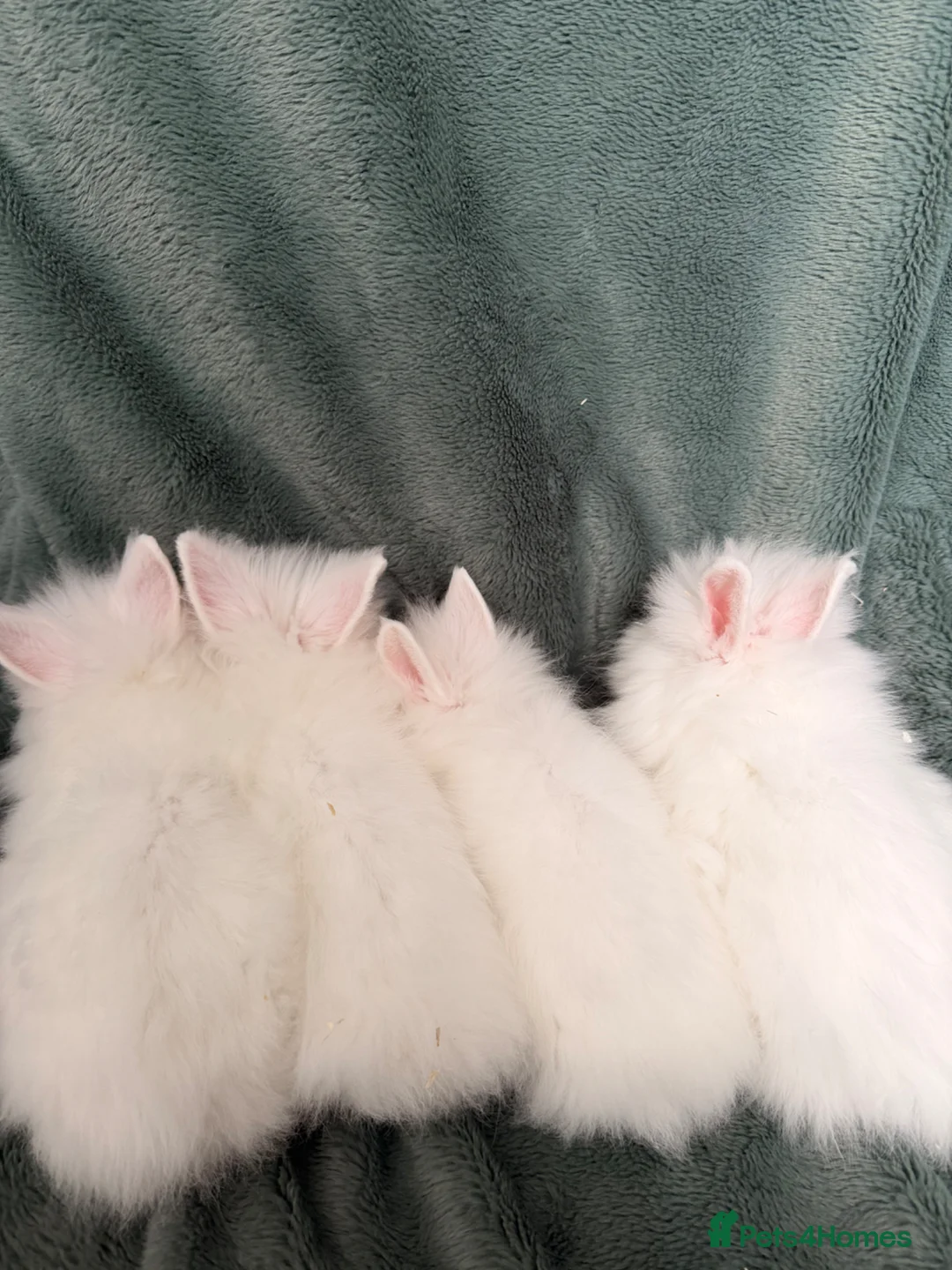 Lionhead rabbits for sale: Adorable Lionhead Baby Bunnies Ready Now 🐰 in Dudley - Advert 1