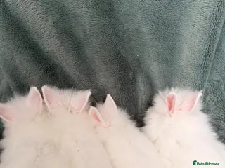 Lionhead rabbits Adorable Lionhead Baby Bunnies Ready Now 🐰 - Advert 1