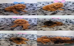 Cockapoo dogs for sale: F1 cockapoo puppies - Image 1