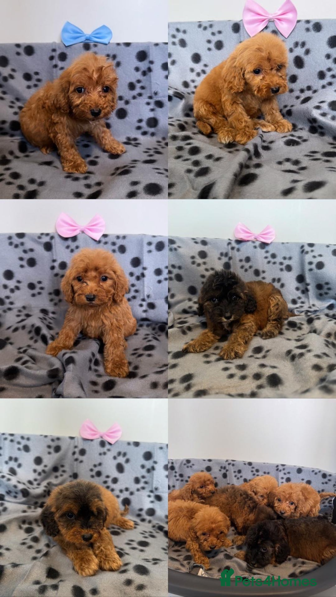 Cockapoo dogs for sale: F1 cockapoo puppies - Image 1