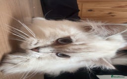 British Shorthair cats for sale: GCCF British Longhair Kittens for Sale in Sheffield - Image 4