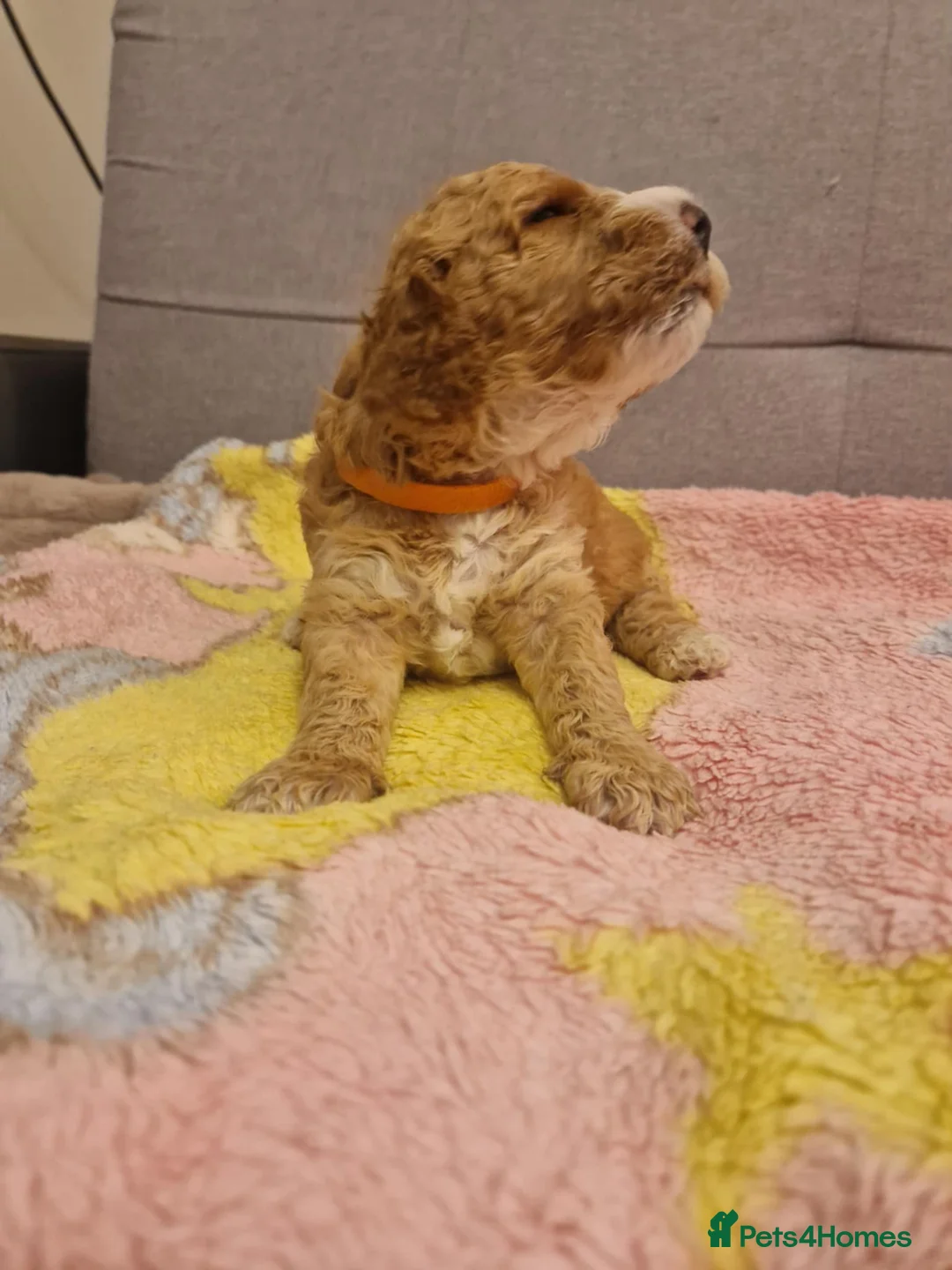 Cockapoo dogs for sale: F2 Cockapoo Puppies - Advert 19