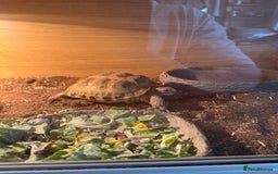 Tortoise reptiles for sale: 2x Horsefield Torts w/enclosures *collection only* - Image 3