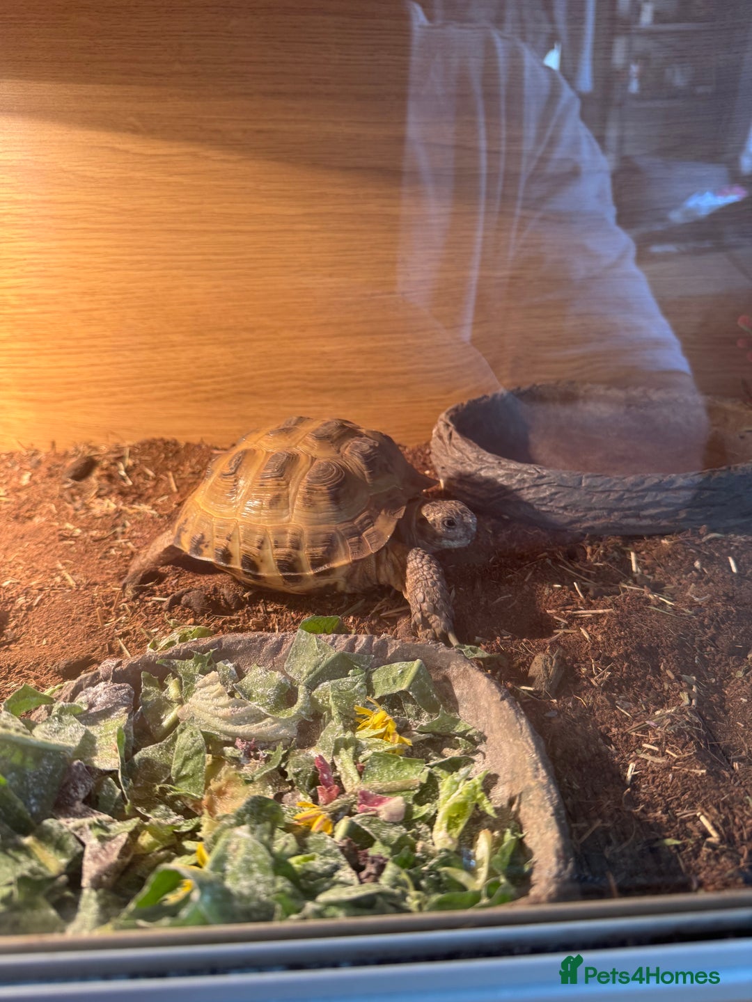 Tortoise reptiles for sale: 2x Horsefield Torts w/enclosures *collection only* - Image 3