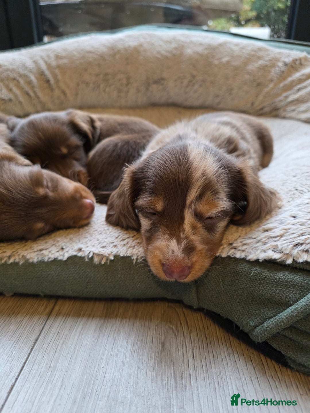 Miniature Dachshund dogs for sale: Kc Reg Long Haired Miniture Dachshund Puppies - Image 30