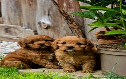 Cavapoo dogs for sale: Ruby red cavapoo puppies - Image 1