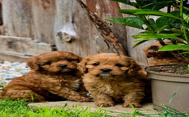 Cavapoo dogs - Advert 7