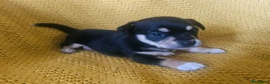 Chorkie 2