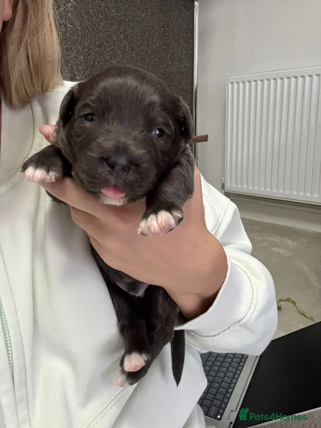 Staffordshire Bull Terrier dogs for sale: Handsome buster  - Advert 16