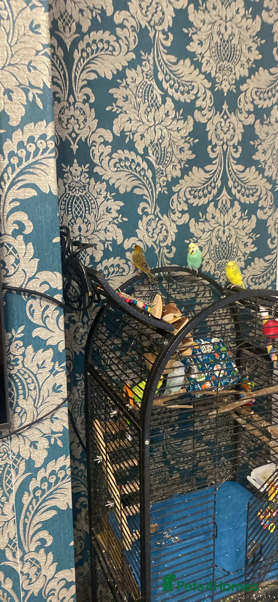 Budgerigars birds for sale: 4 budgies+ 1 canary  in Burnley - Advert 2