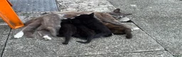 Mixed Breed cats for sale: Gorgeous kittens for sale!! 🥰🥰 - Advert 8