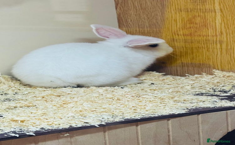 Mini Lop rabbits - Advert 3