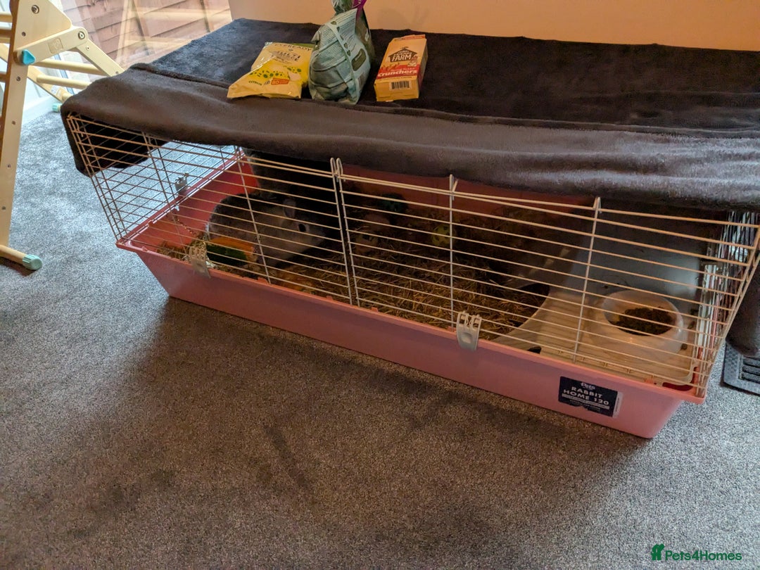Mixed Breed rabbits for sale: Two dwarf sister rabbits - Image 3