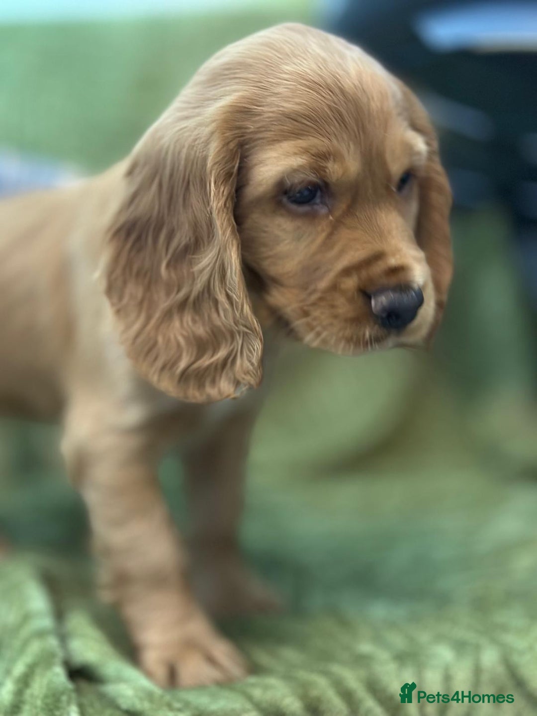 Cocker Spaniel dogs for sale: Cocker Spaniel puppies - Image 3