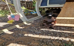 Mixed Breed cats for sale: Black kittens  - Image 3
