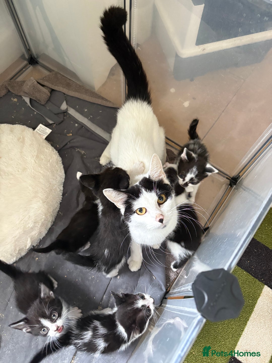 Domestic Shorthair cats for sale: Domestic short hair kittens  - Image 7