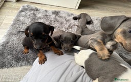 Miniature Dachshund dogs for sale: Miniature smooth coat Dachshund puppies - Image 6
