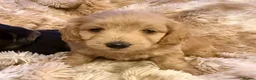 Mixed Breed dogs for sale: Stunning quality Daxipoo pups   - Advert 7