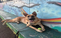 Mixed Breed dogs for sale: 9 month old boy looking for special home  - Image 3