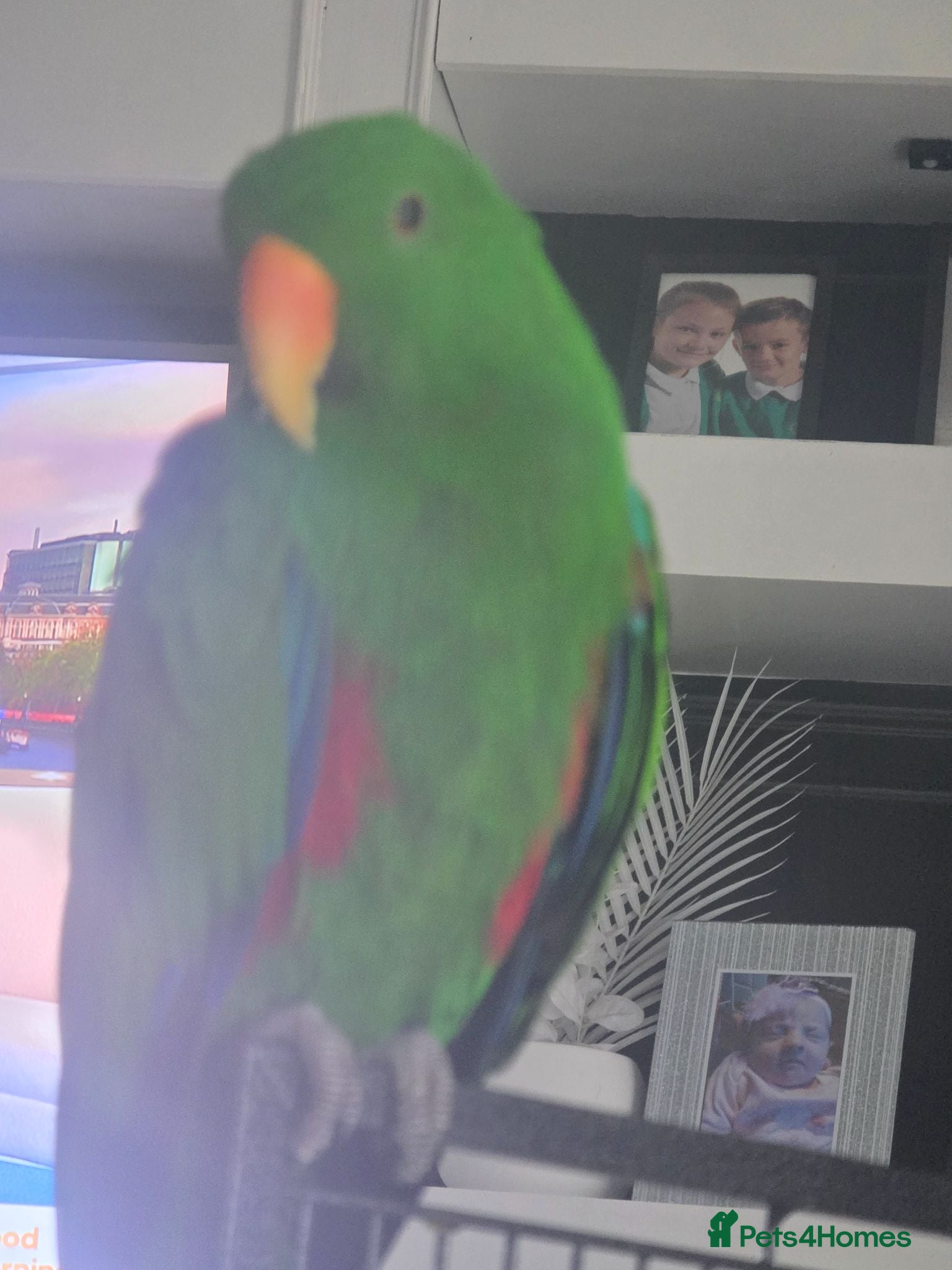 Parrots birds Eclectus male - Advert 5