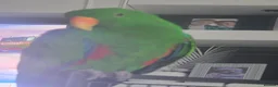 Parrots birds for sale: Eclectus male - Advert 1