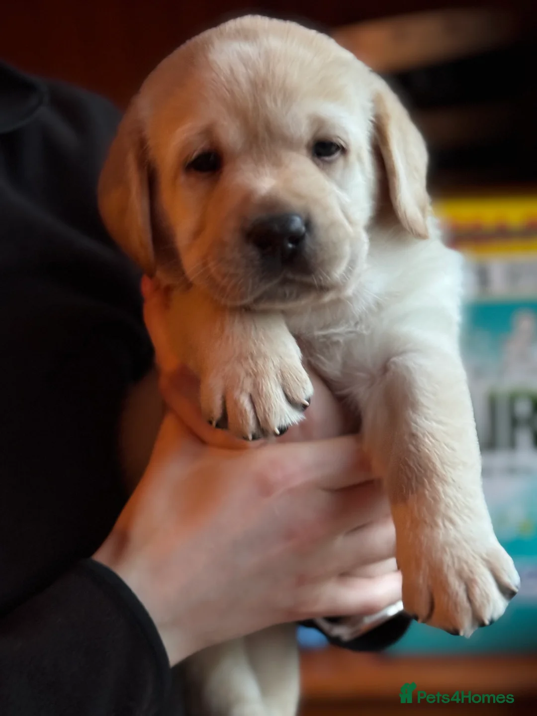 Labrador Retriever dogs for sale: Show Quality Yellow Labrador Puppies - Advert 2