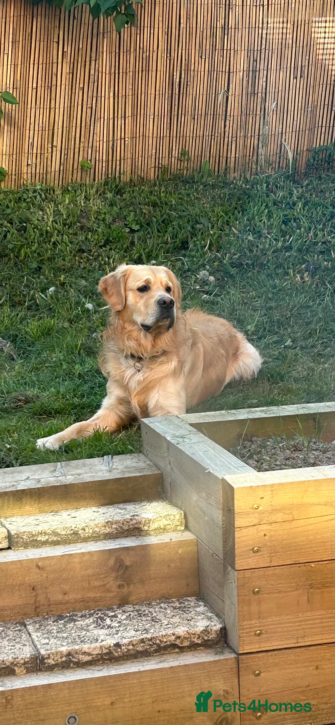 Golden Retriever dogs for stud: Golden Retriever for stud in Oswestry - Advert 2