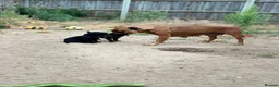 Staffordshire Bull Terrier dogs for sale: 9 beautiful staff pups in Beccles - Advert 10