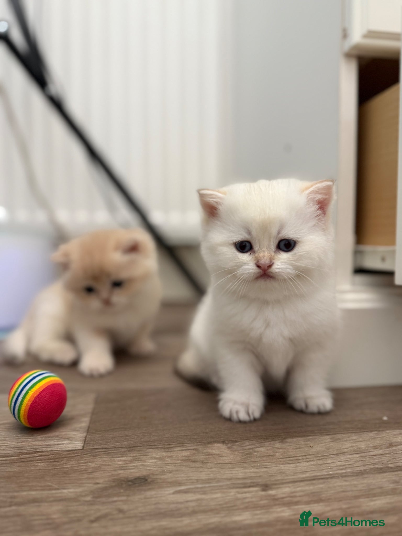 British Shorthair cats Golden British Shorthair Kittens – Reservation - Advert 2