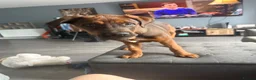Mixed Breed dogs for sale: 4 month old Belgium Mali x Rottweiler  - Advert 6
