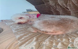 Bedlington Terrier dogs for sale: Pure Bedlington terrier puppy’s for sale £1500 - Image 4