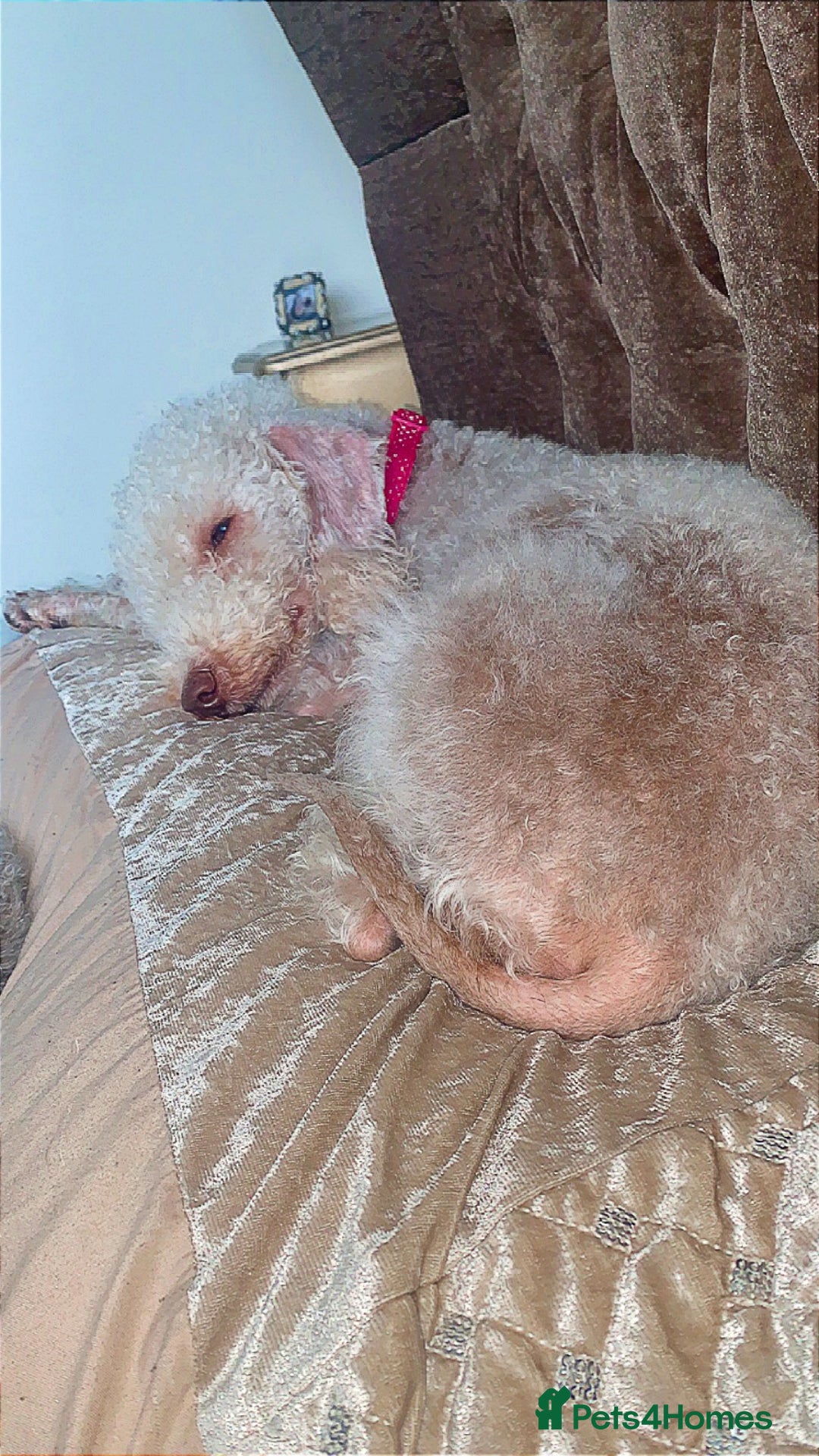 Bedlington Terrier dogs for sale: Pure Bedlington terrier puppy’s for sale £1500 - Image 4