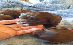 Shihpoo dogs for sale: Chocolate Toy Shipoo pups - Image 17