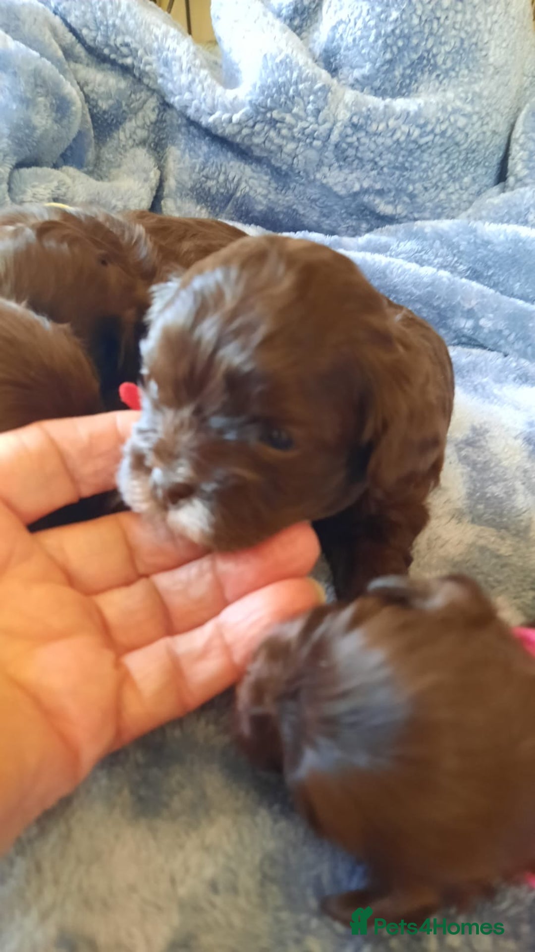 Shihpoo dogs for sale: Chocolate Toy Shipoo pups - Image 17