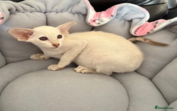 Siamese cats for sale: Stunning GCCF Reg cinnamon tabby - Image 2