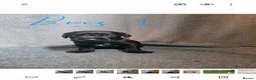 Patterdale Terrier dogs for sale: ❤️🐕Beautiful Patterdale puppies for sale🐕❤️ - Advert 3