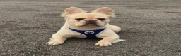 French Bulldog dogs for sale: FRENCHBULLDOG-FLUFFY CARRIERS in Wakefield - Advert 3