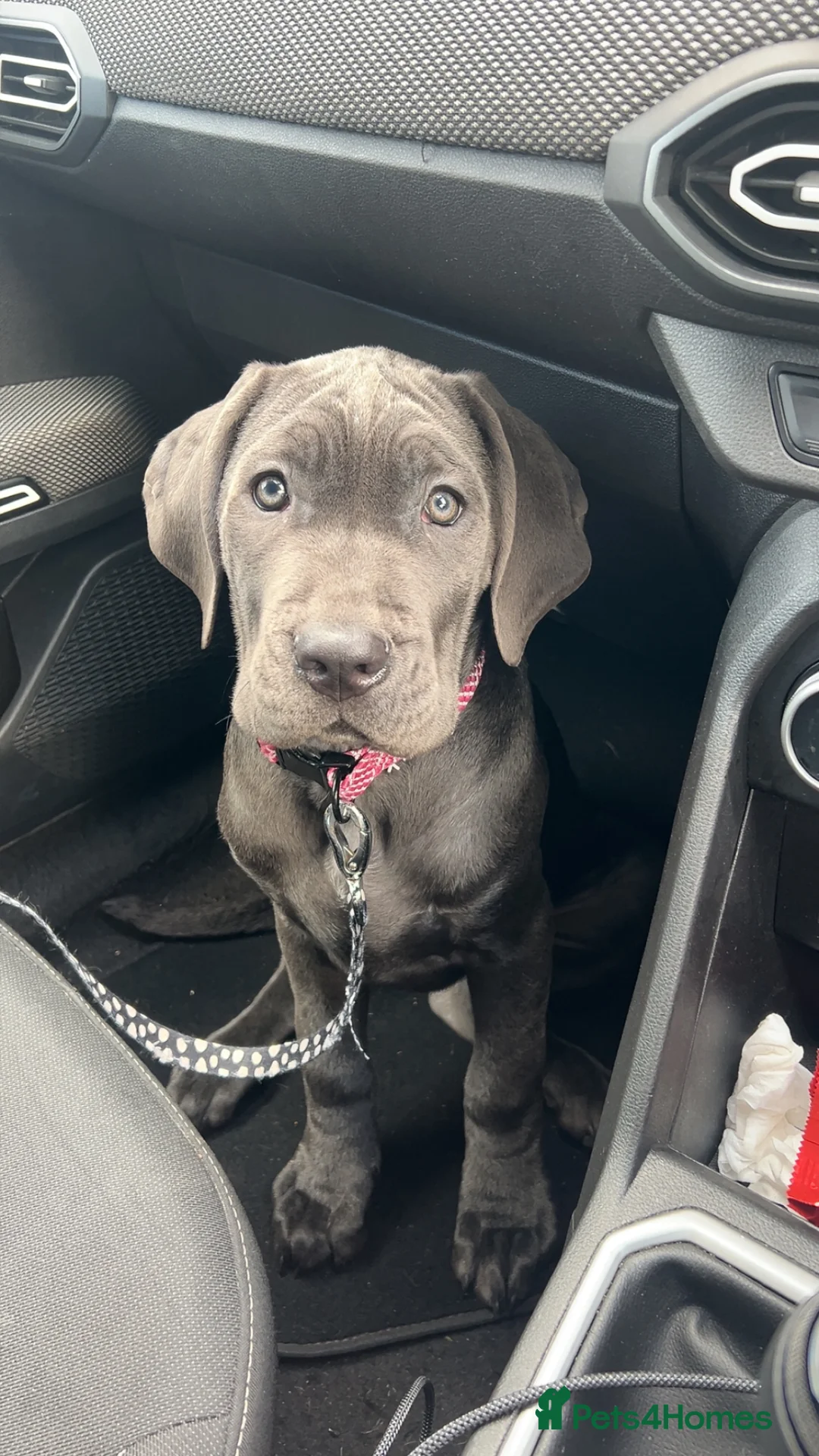 Cane Corso dogs for sale: cane corso for sale  in Newcastle upon Tyne - Advert 1