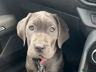 Cane Corso dogs cane corso for sale in Newcastle upon Tyne - Advert 8