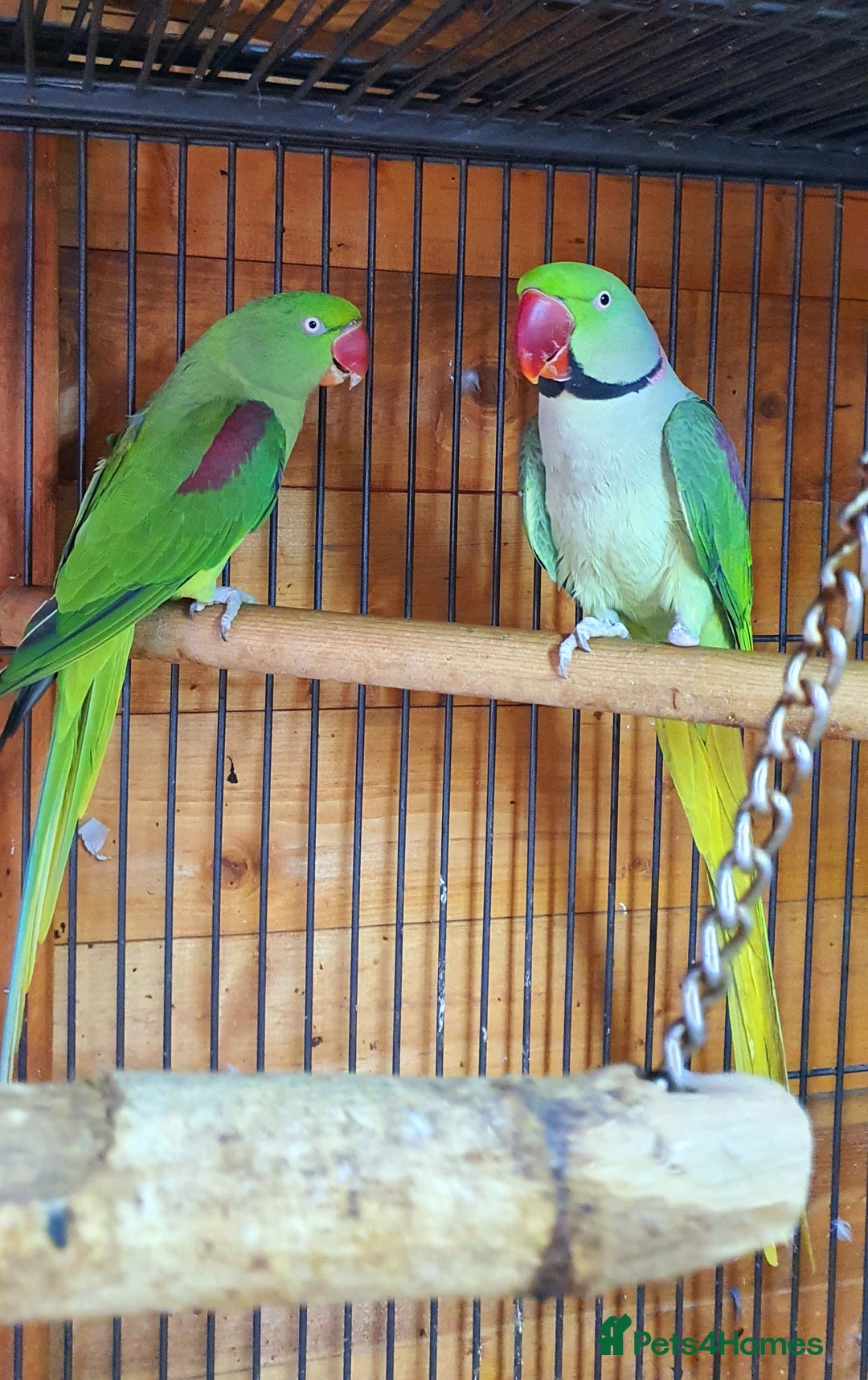 Parrots birds for sale: Alexanderine proven pair beautiful large  - Image 4