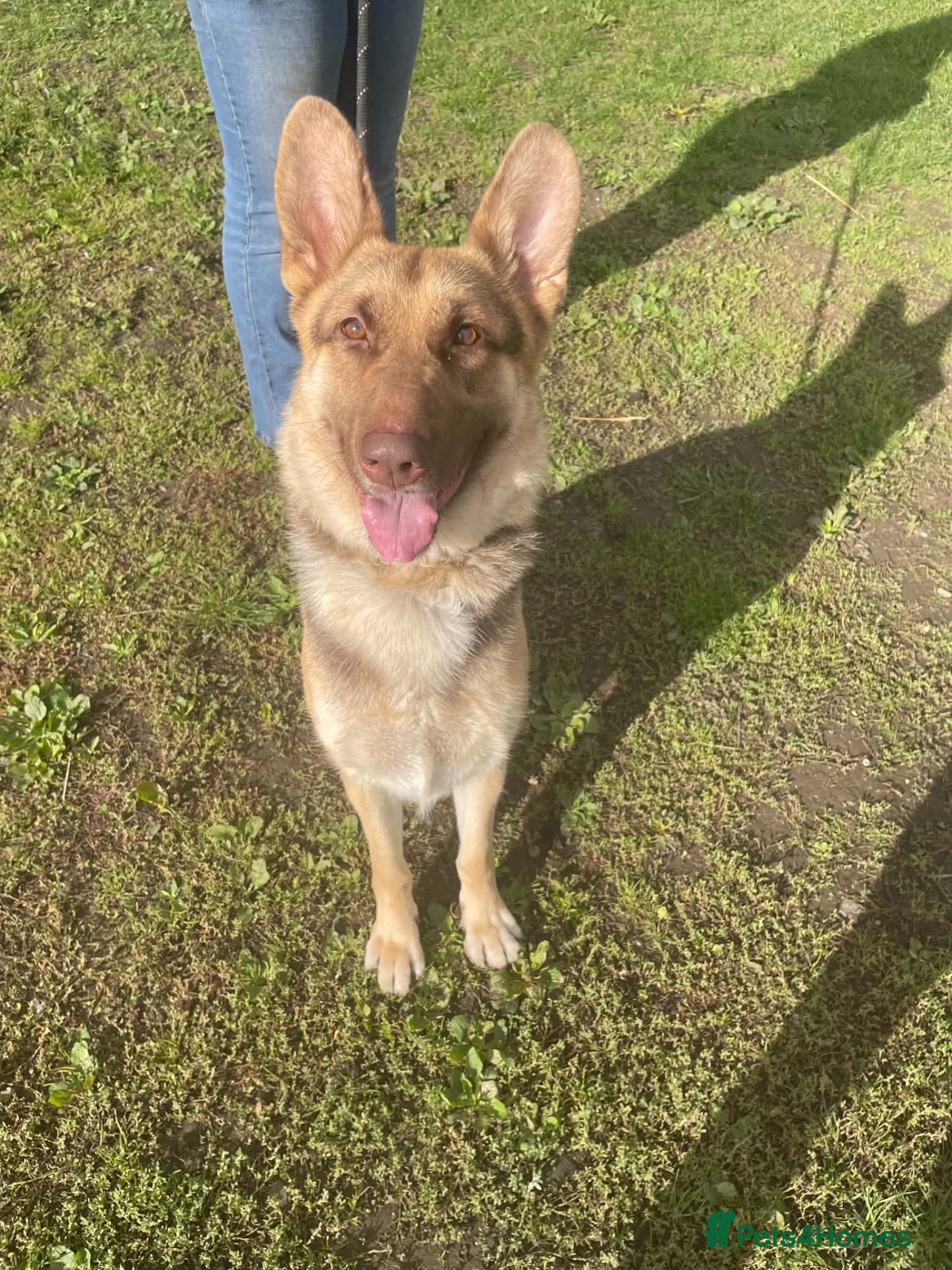 German Shepherd dogs German shepherd looking for knowledgable home - Advert 21